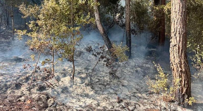 Adana'da iki mahallede orman yangını! Müdahale sürüyor