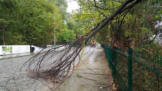 Edirne'de kuvvetli rüzgar: ağaçlar devrildi, çatılar uçtu!