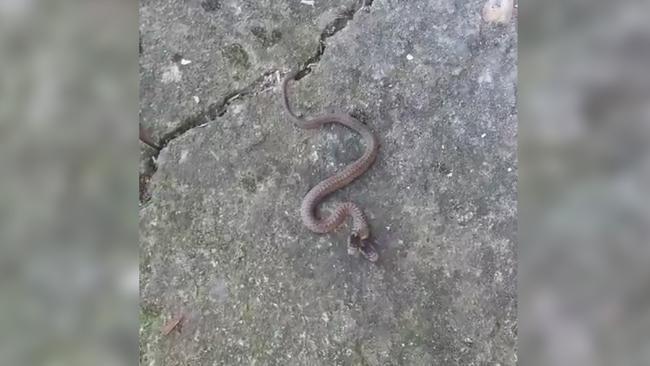 Çift başlı yılan Trabzon'da görüntülendi: Tutmaya çalışmayın
