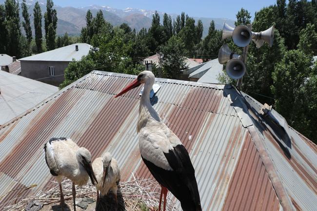 21 yıl önce köye geldiler! Göç etmeyen leylek ailesi şaşırtıyor