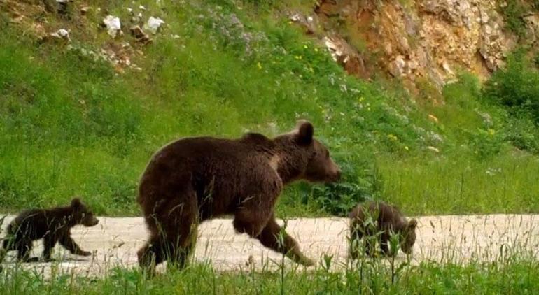 Dikkat, ormanda bebek var! Hepsi fotokapanlara takıldı