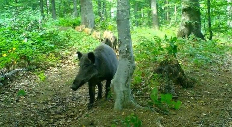 Dikkat, ormanda bebek var! Hepsi fotokapanlara takıldı