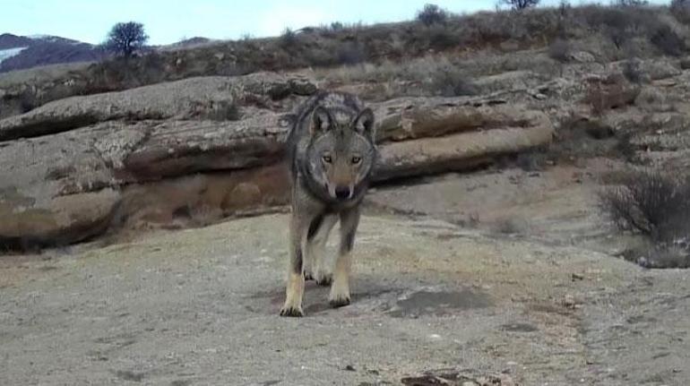 Sivas'ta 'canavar' olarak adlandırılan kurt görüntülendi