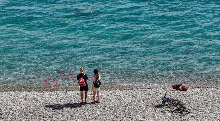 Antalya'da denizde korkutan manzara: Kıyıya yakın sularda sürüler halinde