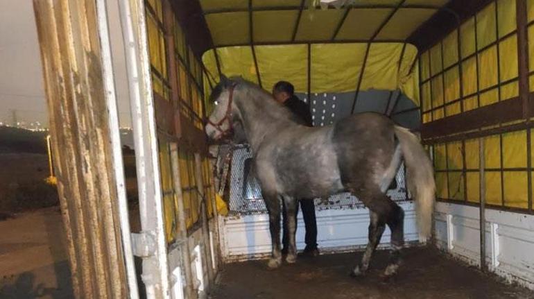 İstanbul'da at eti operasyonu! Baskında at eti ve kesilmeyi bekleyen atlar bulundu