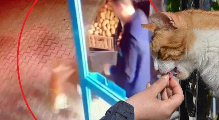 Yer: Ankara! Markete giren kediyi tekmeleyip dışarı attı