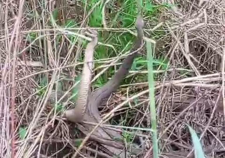 Görüntüler Türkiye'den! 2 metre boyunda yılanların yılan dansı