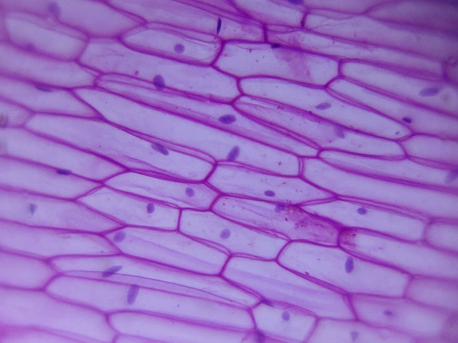  Türkiye'de Foldscope ile Bilimsel Araştırmaya Erişimde Yeni Bir Dönem ve Cep Mikroskobu